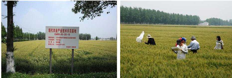 중국 내 애멸구 채집 장소(왼쪽)와 채집 모습(오른쪽)(2014년)