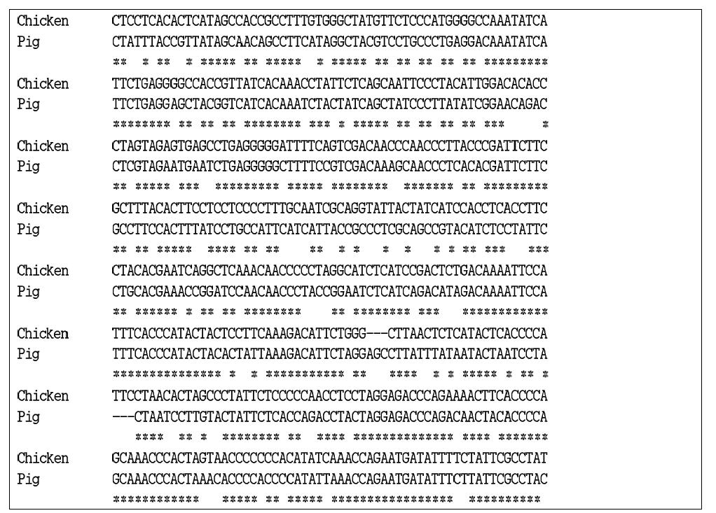 닭과 돼지의 CYTB 유전자 서열 정렬과 범용 프라이머 2쌍의 위치