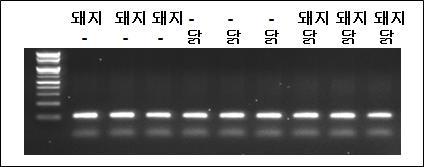 범용 프라이머 set 1을 이용한 돼지, 닭, 돼지-닭 혼합 DNA의 PCR 증폭