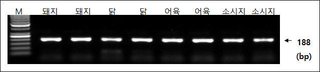 돼지, 닭, 어육, 소시지 시료에서 COI 범용 프라이머를 이용한 PCR 증폭 산물.