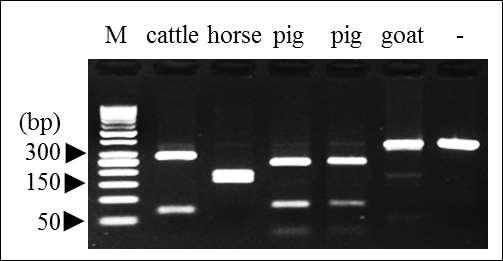 범용 mtDNA 프라이머를 이용한 PCR 산물에서 소, 돼지, 말, 산양을 동시에 판별할 수 있는 PCR-RFLP 실험 기법
