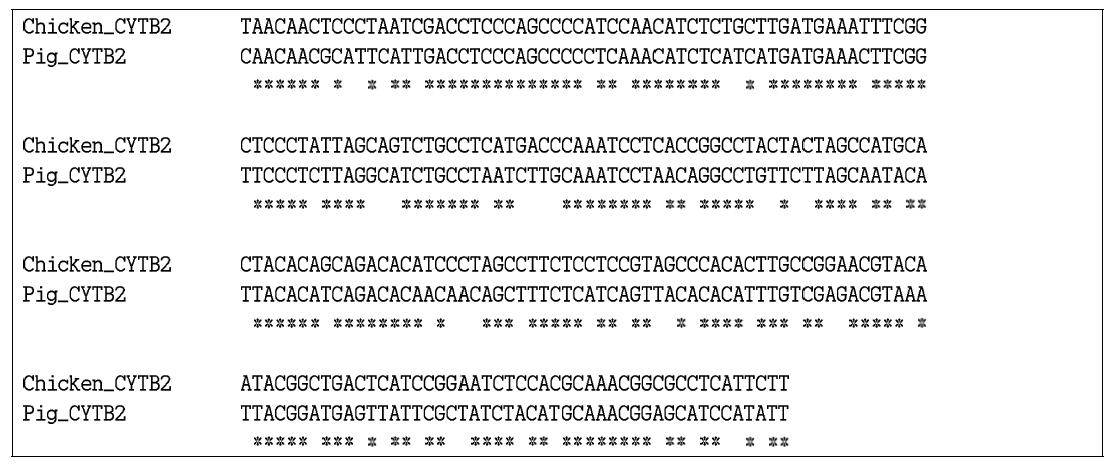 돼지와 닭의 mtDNA CYTB 유전자 서열의 정렬과 보존적 부위.