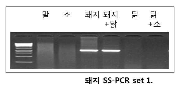 돼지 종 특이 PCR primer를 이용한 여러 가지 가축 종 판독시험