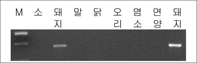 돼지 종 특이 PCR 프라이머를 이용한 가축 종에서 판독시험