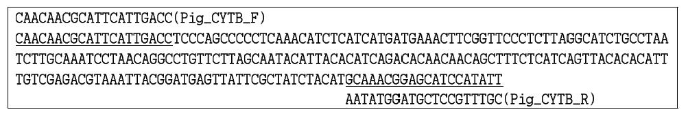 돼지-특이 프라이머 쌍을 이용하여 증폭한 PCR 산물의 DNA 서열과 프라이머의 결합 위치