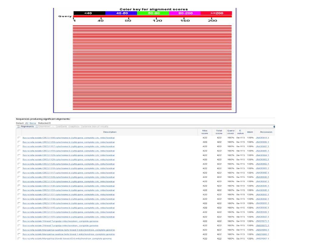 PCR 밴드 서열의 NCBI BLAST 검색을 통한 최고 유사종 서열 확인
