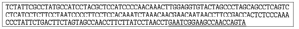 개발 프라이머를 이용하여 증폭한 PCR 산물의 DNA 서열과 프라이머의 결합 위치