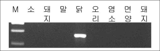 닭 종-특이 PCR 프라이머를 이용한 여러 가지 가축 종에서 판독시험 예.