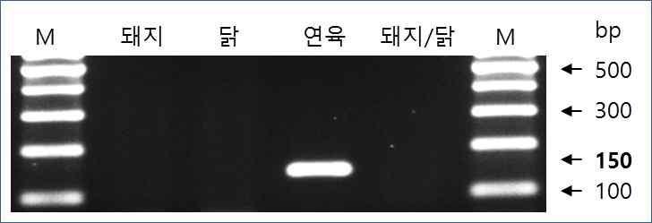 어육(연육) 특이 프라이머 세트를 이용한 PCR 시험 예