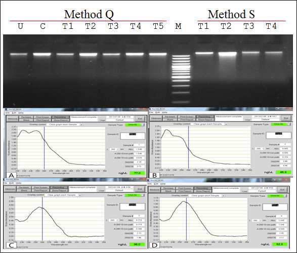 방법 Q와 S로 분리한 DNA의 전기영동 사진(상). A-D는 시험된 7 가지 DNA 추출 방법 중 4 가지 방법(B, P, Q, S)으로 추출한 DNA에 대한 흡광도 분석 결과의 일부임