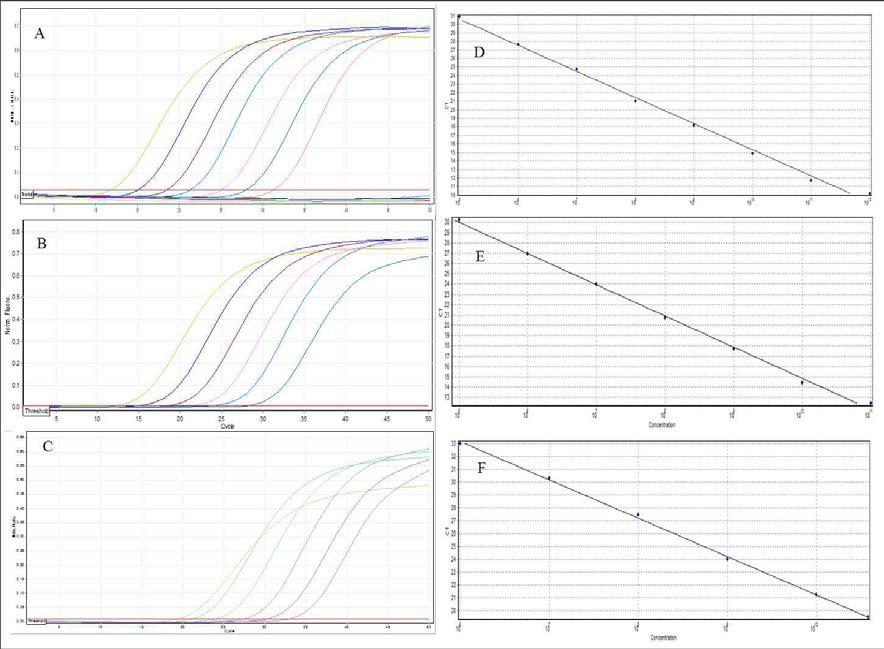 실시간 PCR을 이용한 종-특이적 프라이머의 검출 능력 최소량을 결정한 시험 결과