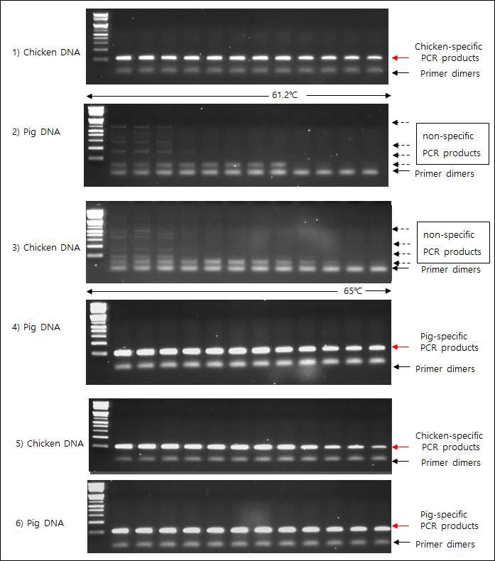 Gradient PCR을 이용한 종 특이 프라이머의 교차반응 시험.