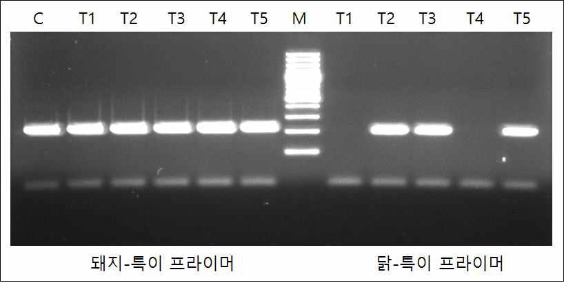 시제품에서 돼지-, 닭-특이적 프라이머를 이용한 PCR 정성 시험