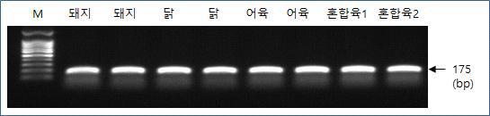 NeuroD1 유전자에서 고안한 범용 프라이머(F1, R1)를 이용한 PCR 증폭 시험