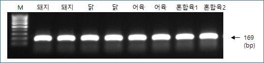 RHO 유전자에서 고안한 범용 프라이머를 이용한 PCR 증폭 시험