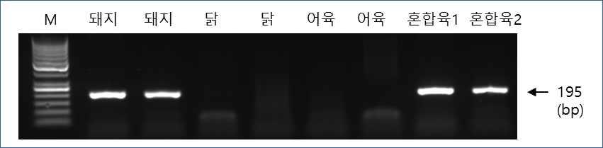 돼지-특이 프라이머 세트를 이용한 PCR 시험 예.