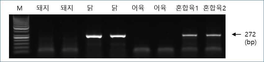 닭-특이 프라이머 세트를 이용한 PCR 시험 예.