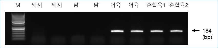 어육-특이 프라이머 세트를 이용한 PCR 시험 예.