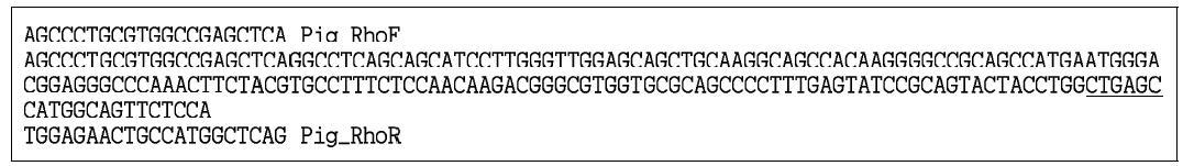 돼지 특이 프라이머(Pig_RhoF, Pig_RhoR)를 이용하여 증폭한 PCR 산물의 DNA 서열과 프라이머의 결합 위치.