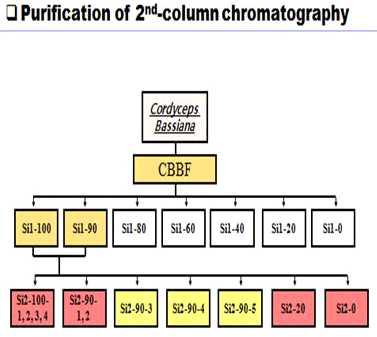 Open column chromatography를 이용한 노랑다발동충하초 분획물의 2차분리 방법.