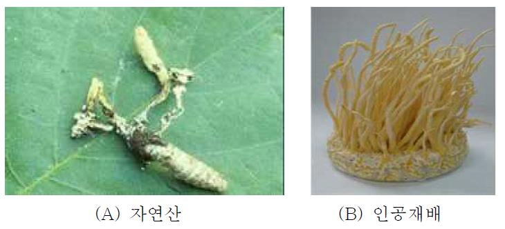 Nature(A) and cultivated(B) Cordyceps bassiana.