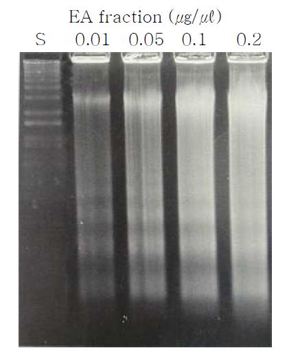 DNA fragmentation of Cordyceps bassiana ethyl acetate fraction on Hela cell. Hela cells were incubated for 48 hrs with 0.01~0.2㎍/㎕ of C. bassiana ethyl acetate fraction.