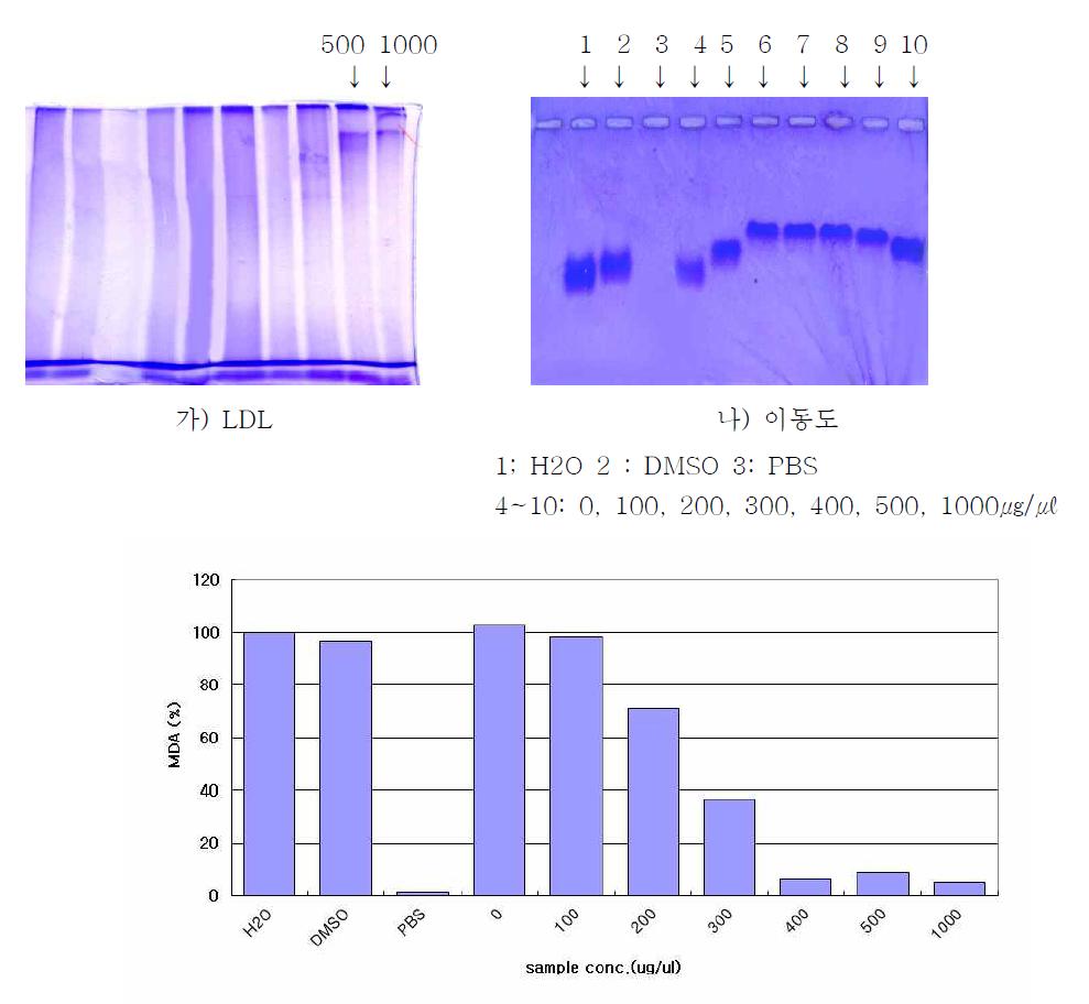 Protection of Apo B-100 of LDL by Cordyceps pruinosa Methanol fraction against to LDL oxidation and Mobility changes with addition of methanol fraction from Cordyceps pruinosa on agarose gel electrophoresis.