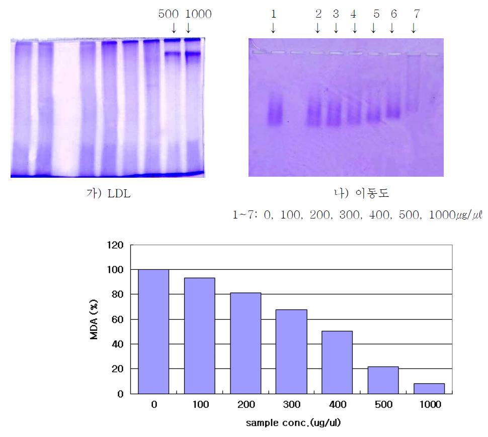 Protection of Apo B-100 of LDL by Cordyceps pruinosa hexane fraction against to LDL oxidation and Mobility changes with addition of hexane fraction from Cordyceps pruinosa on agarose gel electrophoresis.