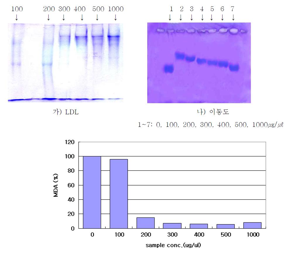 Protection of Apo B-100 of LDL by Cordyceps pruinosa butanol fraction against to LDL oxidation & Mobility changes with addition of butanol fraction from Cordyceps pruinosa on agarose gel electrophoresis.