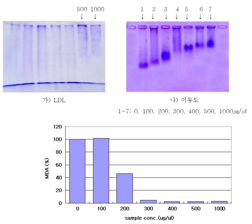 Protection of Apo B-100 of LDL by Cordyceps pruinosa water fraction against to LDL oxidation and Mobility changes with addition of water fraction from Cordyceps pruinosa on agarose gel electrophoresis.