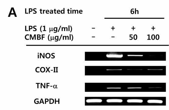 The mRNA levels of iNOS, COX-2 and TNF-ɑ from CMBF pretreated RAW264.7 cells stimulated with LPS (1 μg/ml) for 6 h were determined by RT-PCR