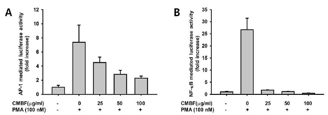 HEK293 cells co-transfected with plasmid constructs NF-kB, AP-1 (1 μ g/ml) and β-gal (0.2 μg/ml as a transfection control) were treated with CMBF in the presence or absence of PMA (100 nM) Luciferase activity was measured with a luminometer.