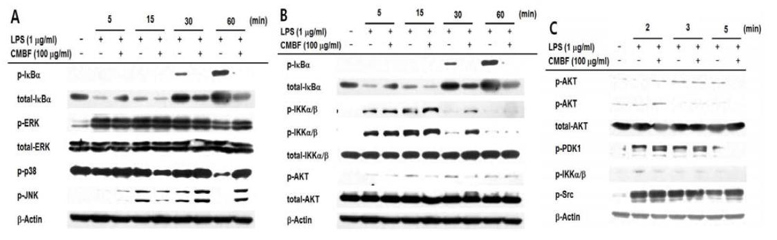 Levels of phospho-protein or total protein levels of IκBα, ERK, JNK, p38, IKKα/β, AKT, PDK1, Src, Syk and β-actin from cell lysates were determined by immunoblotting analysis with antibodies against the total protein.