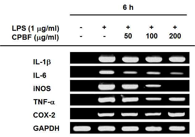 The mRNA levels of IL-1β, IL-6, iNOS, COX-2 and TNF-ɑ from CPBF pretreated RAW264.7 cells stimulated with LPS (1 μg/ml) for 6 h were determined by RT-PCR