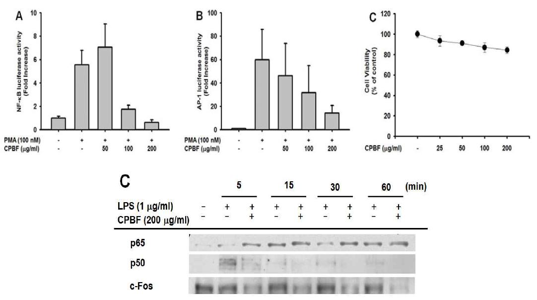 HEK293 cells co-transfected with plasmid constructs NF-kB, AP-1 (1 μ g/ml) and β-gal (0.2 μg/ml as a transfection control) were treated with CPBF in the presence or absence of PMA (100 nM) Luciferase activity was measured with a luminometer.