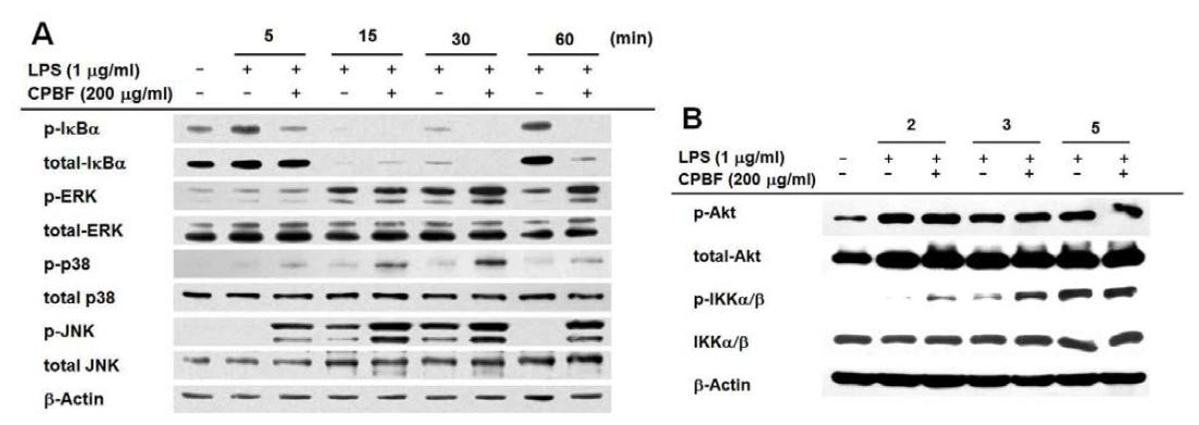 Levels of phospho-protein or total protein levels of IκBα, ERK, JNK, p38, IKKα/β, AKT, and β-actin from cell lysates were determined by immunoblotting analysis with antibodies against the total protein.