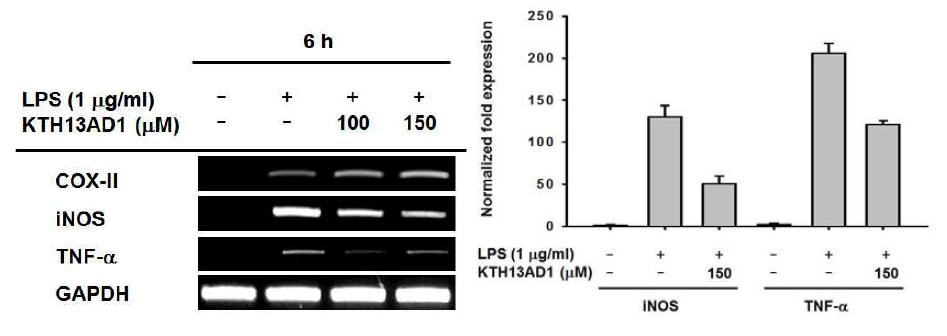 KTH-13AD-1의 mRNA 발현 조절 평가