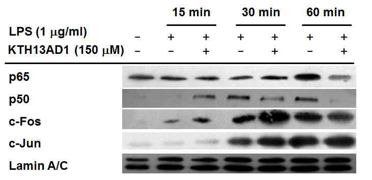 Immunoblotting을 통한 KTH-13AD-1의 전사인자 조절 효능 평가