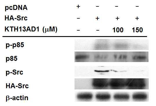 Src관련 염증 신호전달 체계중 KTH-13AD-1의 억게 효능 평가
