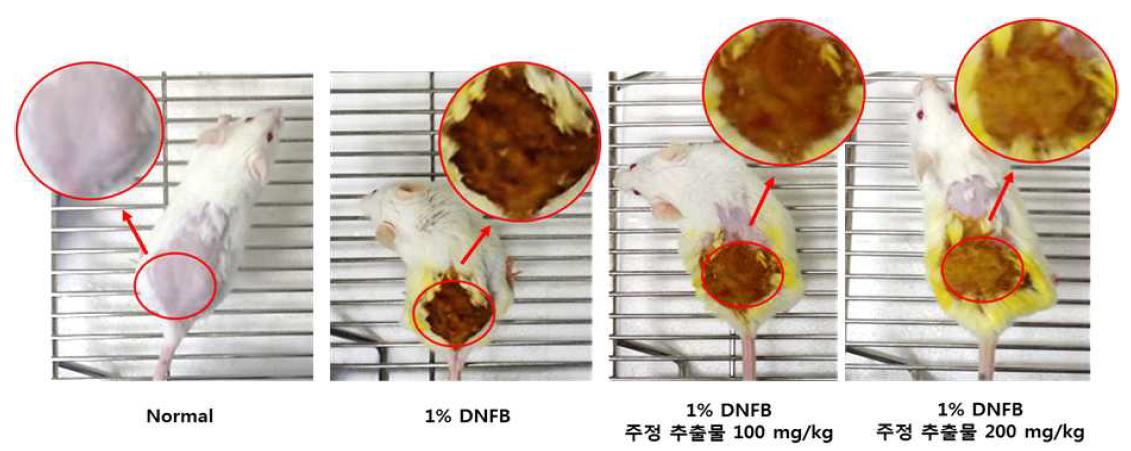 아토피가 유발된 쥐에 동충하초 주정추출물 처리시 phenotype