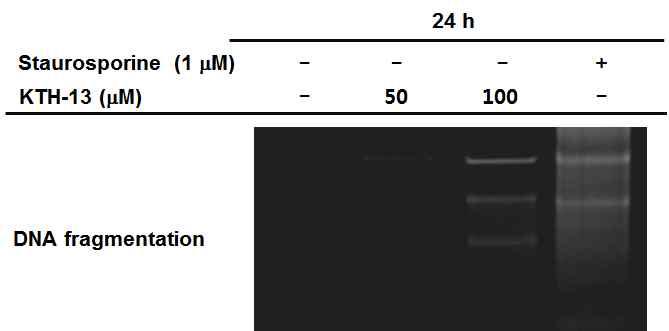 DNA fragmentation assay를 통하여 KTH-13과 Staurosporine의 세포사멸 확인