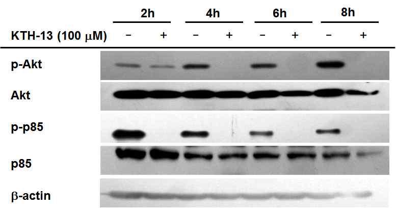 KTH-13의 항암 관련 기전 억제 효능 평가