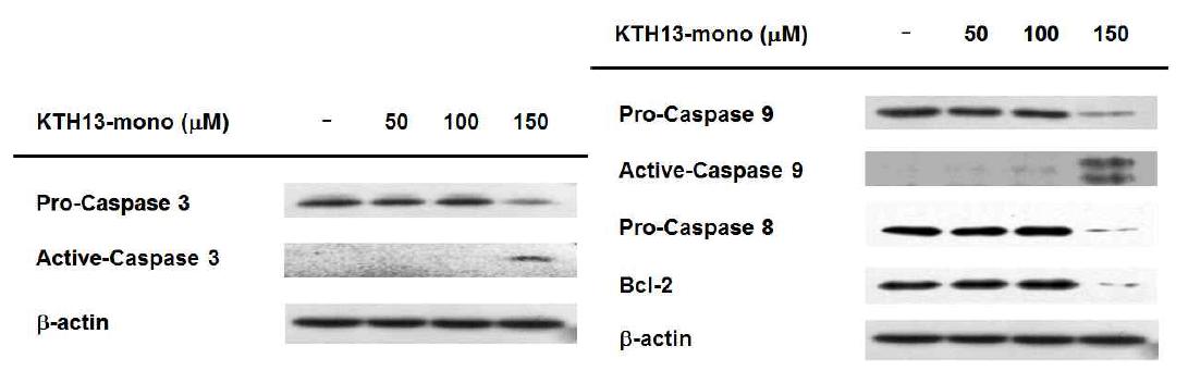 Immunoblotting을 통한 KTH-13-mono의 세포 사멸 작용 단백질 발현 양상 확인