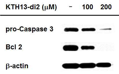 KTH-13 diastereomer2에 의한 세포자살 유도단백질의 변화