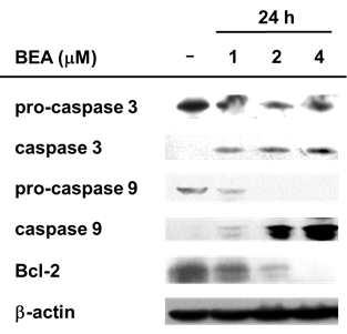 Beauvericin에 의한 세포자살 유도단백질의 양 변화