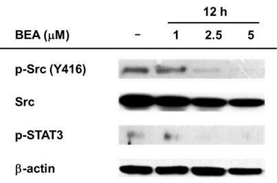 Beauvericin에 의한 Src kinase의 activity 변화