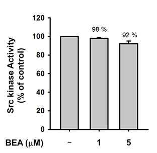 Beauvericin에 의한 Src 단백질의 활성 변화 (in vitro)
