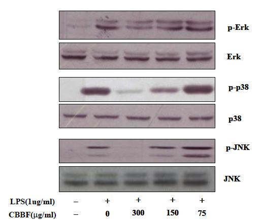 Effect of CBBF on Erk and MAPKs activation in RAW 264.7 macrophage cells.