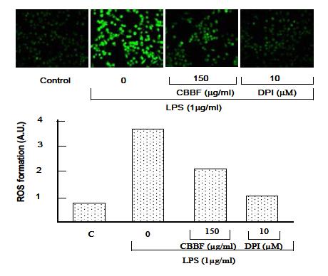 Inhibition of LPS-induced reactive oxygen species (ROS) generation by CBBF.