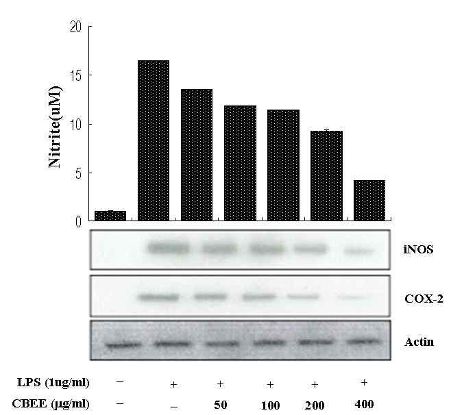 Effect of CBEE on NO production, iNOS protein and COX-2 expression in LPS-induced macrophage (CBEE : ethanol Extract from Cordyceps bassiana )